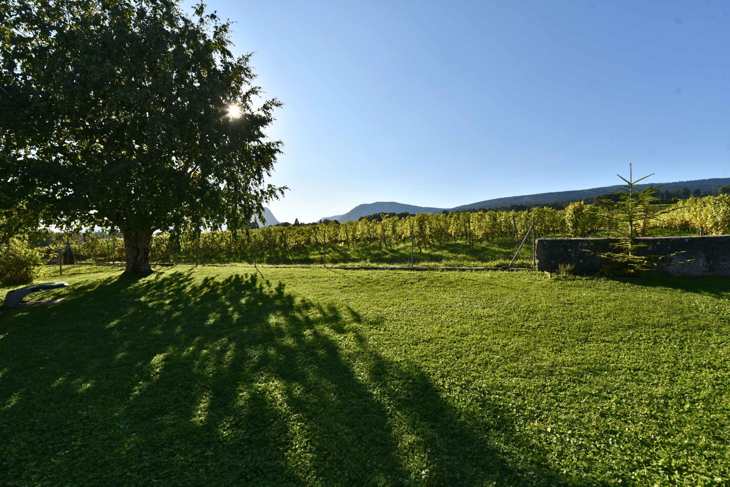 rymer_6__2025-09-19-124929
